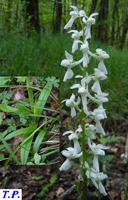 Orchis mascula forme blanche